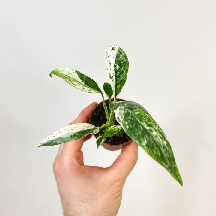 Rhaphidophora Puberula Variegata Babypflanze Foliage Dreams