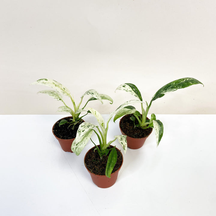 Rhaphidophora Puberula Variegata Babypflanze Foliage Dreams