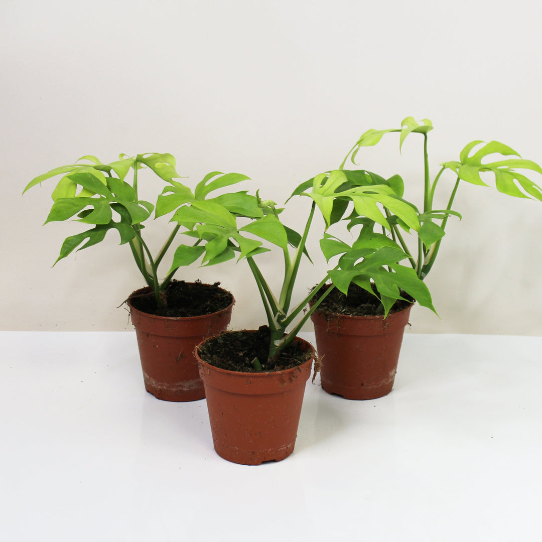 Rhaphidophora Tetrasperma Goldrush Foliage Dreams