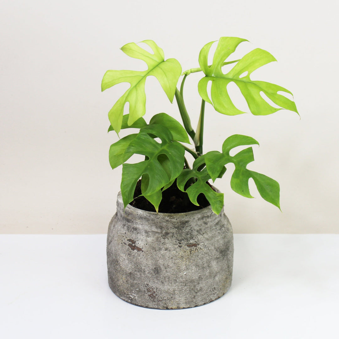 Rhaphidophora Tetrasperma Goldrush Foliage Dreams