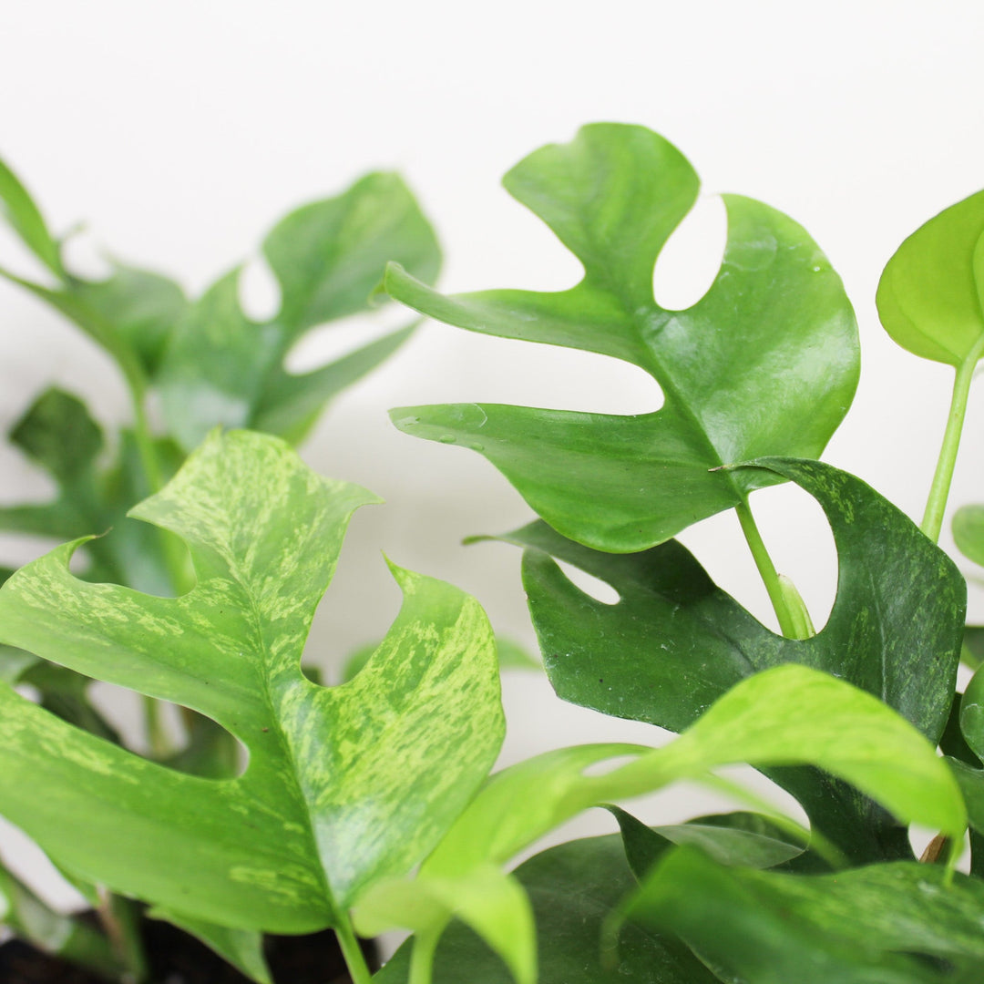 Rhaphidophora Tetrasperma Mint (Monstera Minima Mint) Foliage Dreams