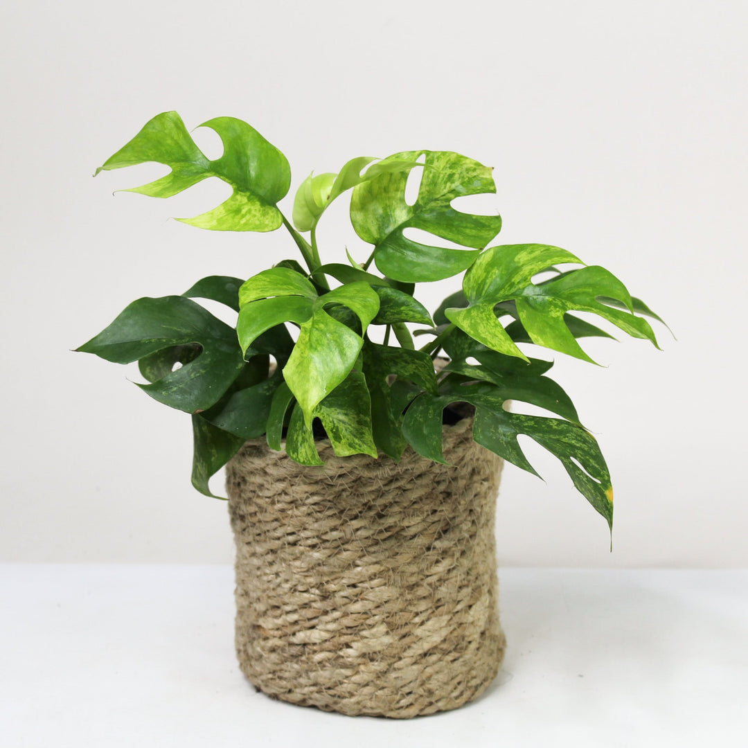 Rhaphidophora Tetrasperma Mint (Monstera Minima Mint) Foliage Dreams