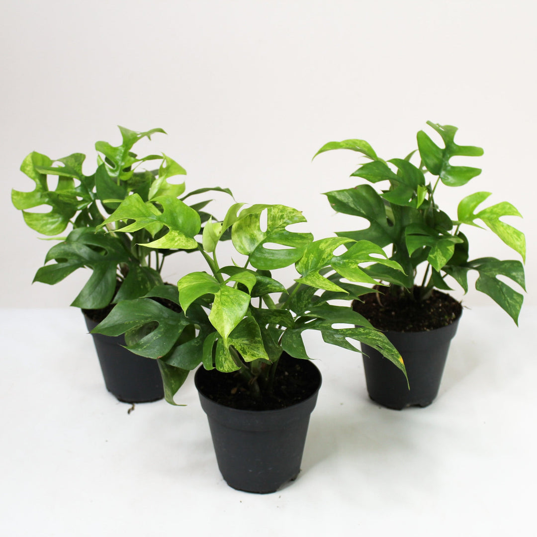 Rhaphidophora Tetrasperma Mint (Monstera Minima Mint) Foliage Dreams