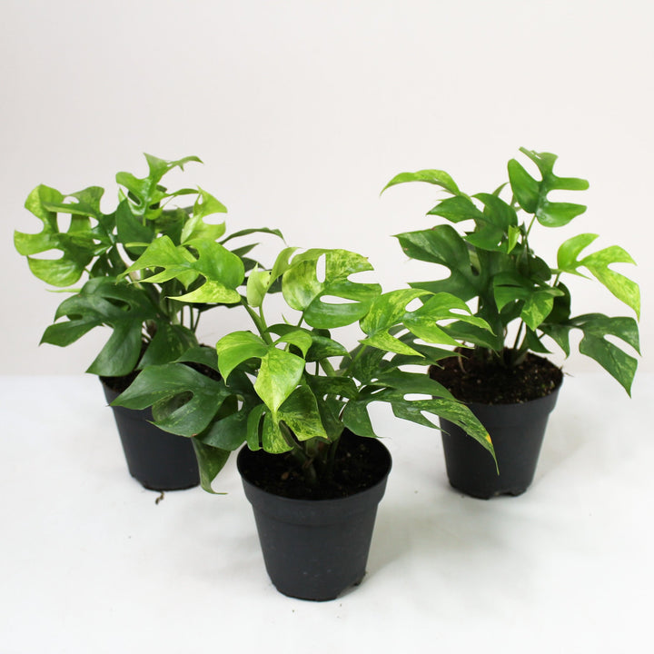 Rhaphidophora Tetrasperma Mint (Monstera Minima Mint) Foliage Dreams