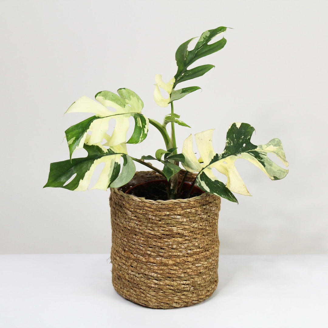 Rhaphidophora Tetrasperma Variegata (Monstera Minima Variegata) M Foliage Dreams