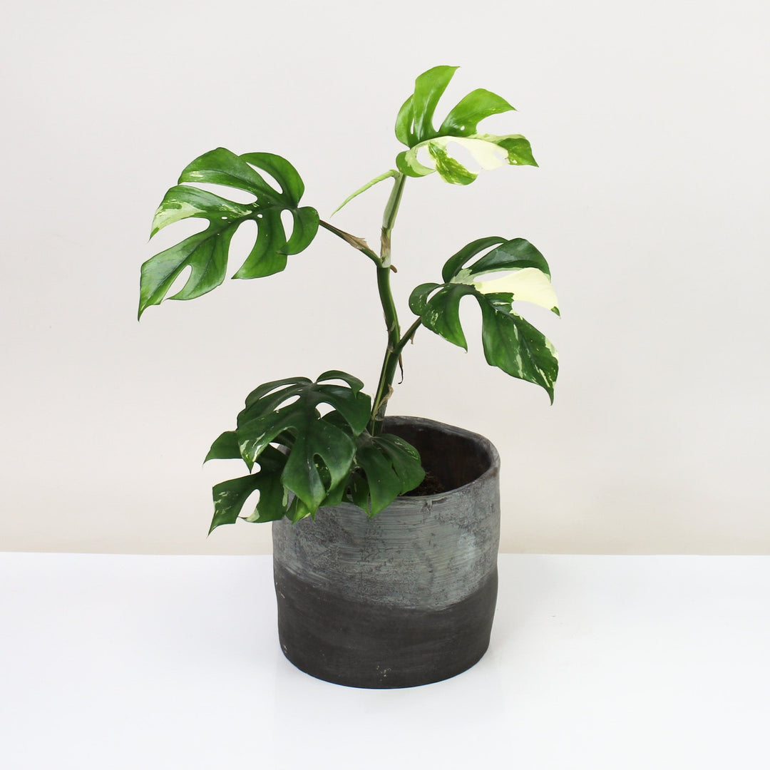 Rhaphidophora Tetrasperma Variegata - wenig weiß (Monstera Minima Variegata) Foliage Dreams