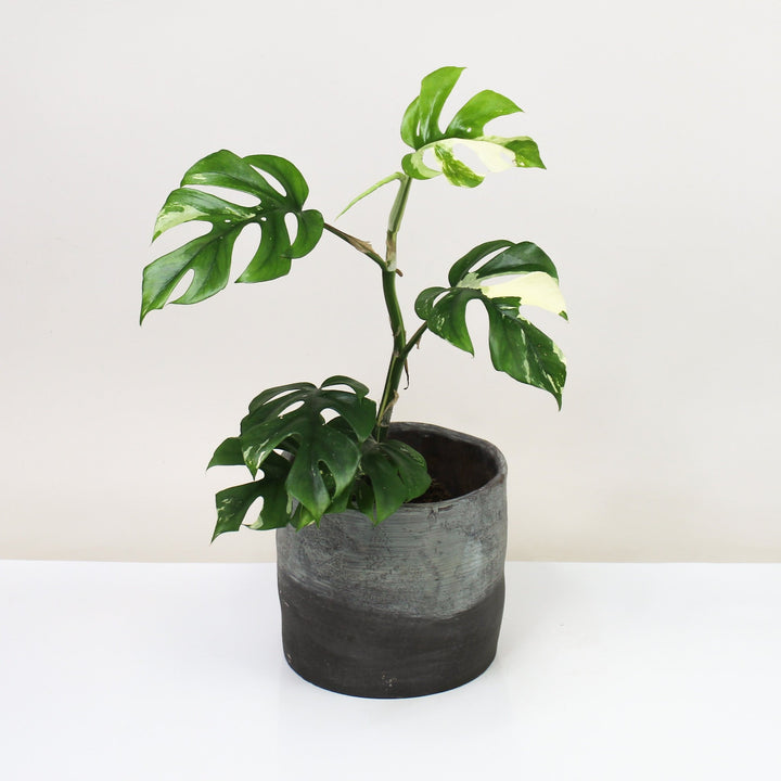 Rhaphidophora Tetrasperma Variegata - wenig weiß (Monstera Minima Variegata) Foliage Dreams