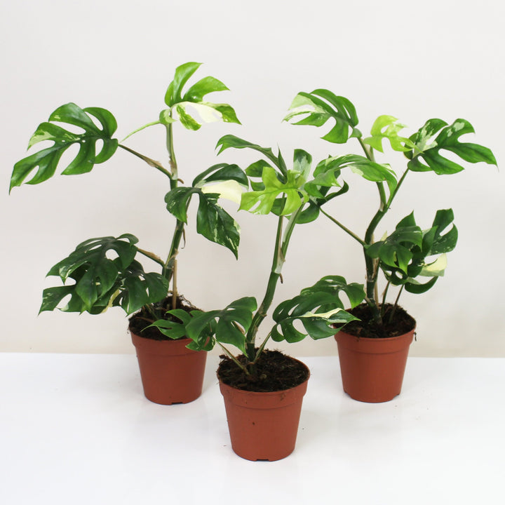 Rhaphidophora Tetrasperma Variegata - wenig weiß (Monstera Minima Variegata) Foliage Dreams
