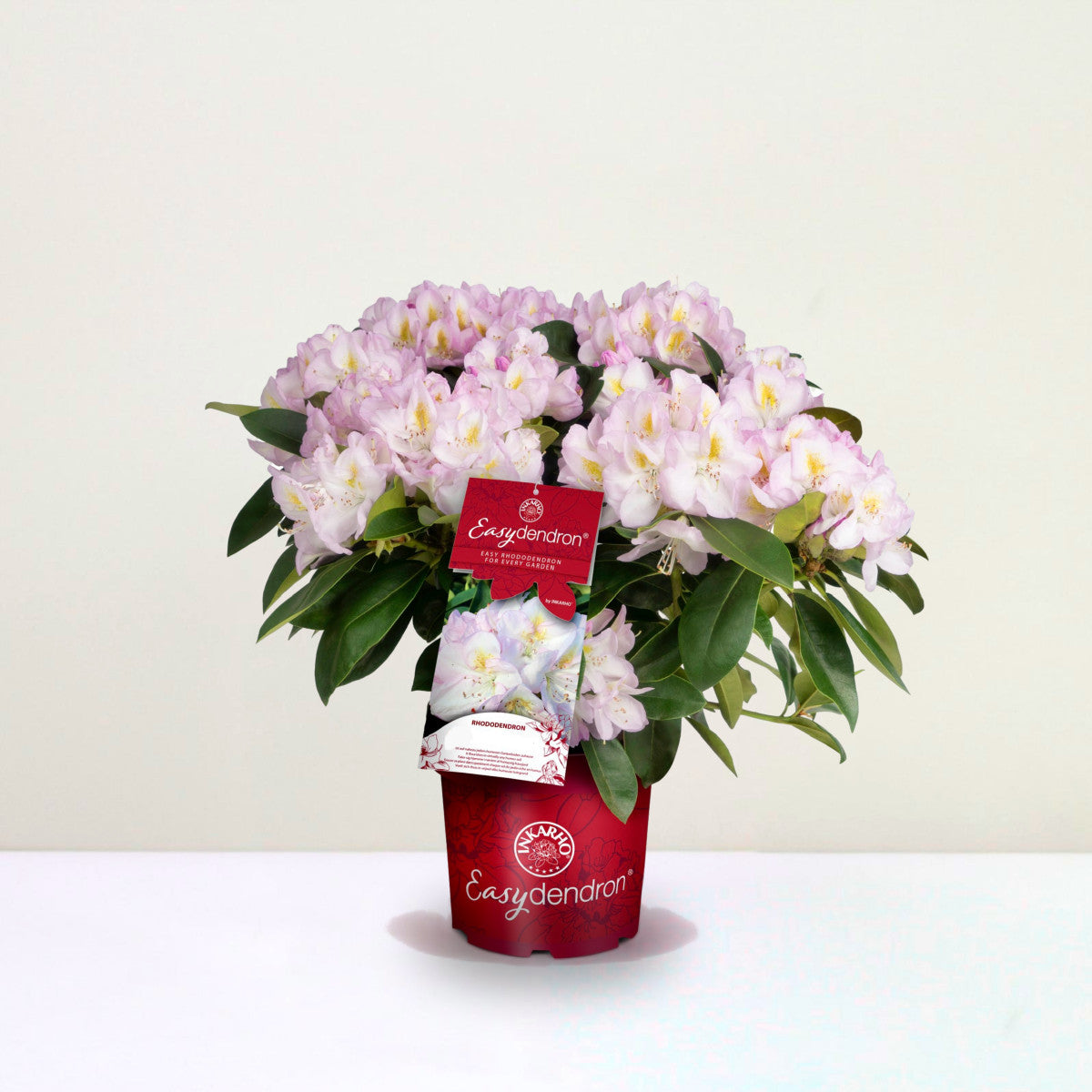 Rhododendron Hybr. 'Brigitte' – Foliage Dreams