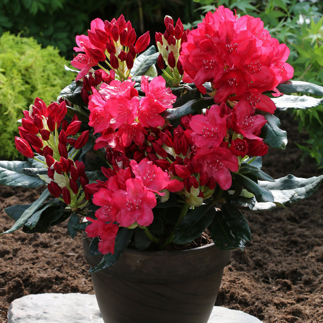 Rhododendron Hybr. 'Hachmann's Feuerschein'' Foliage Dreams