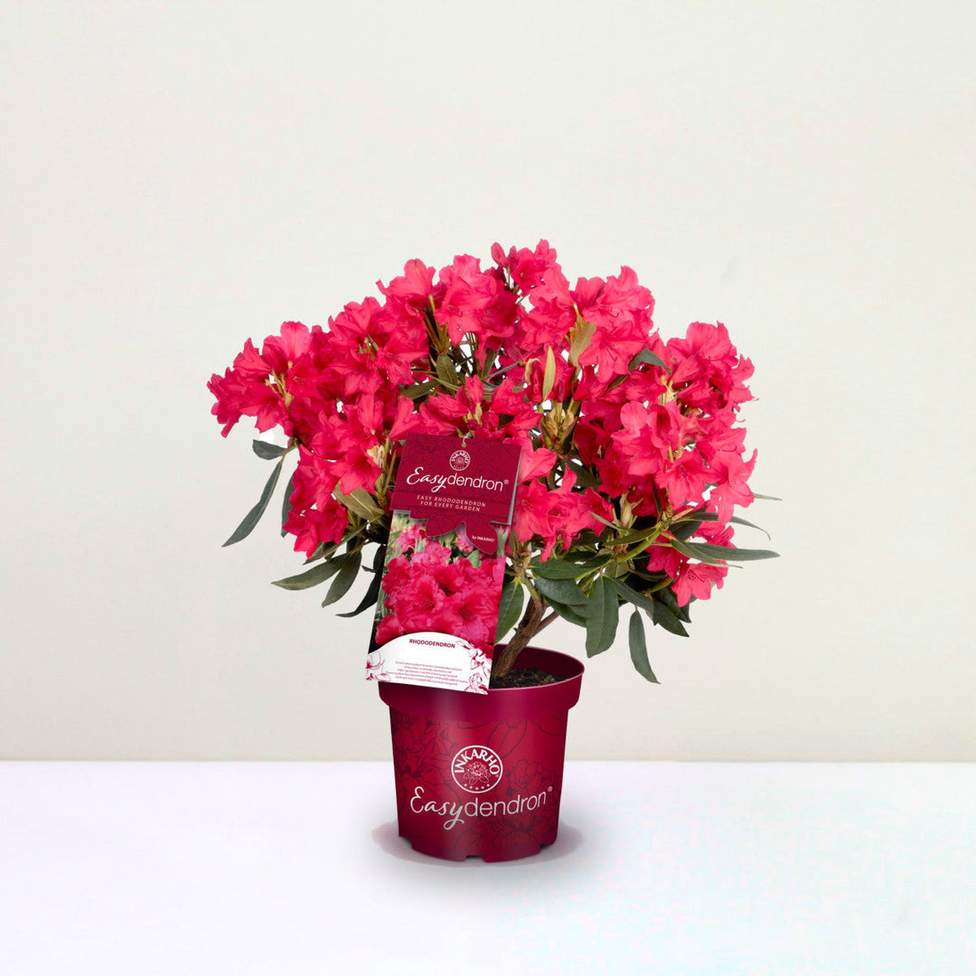 Rhododendron Hybr. 'Hachmann's Feuerschein' Foliage Dreams