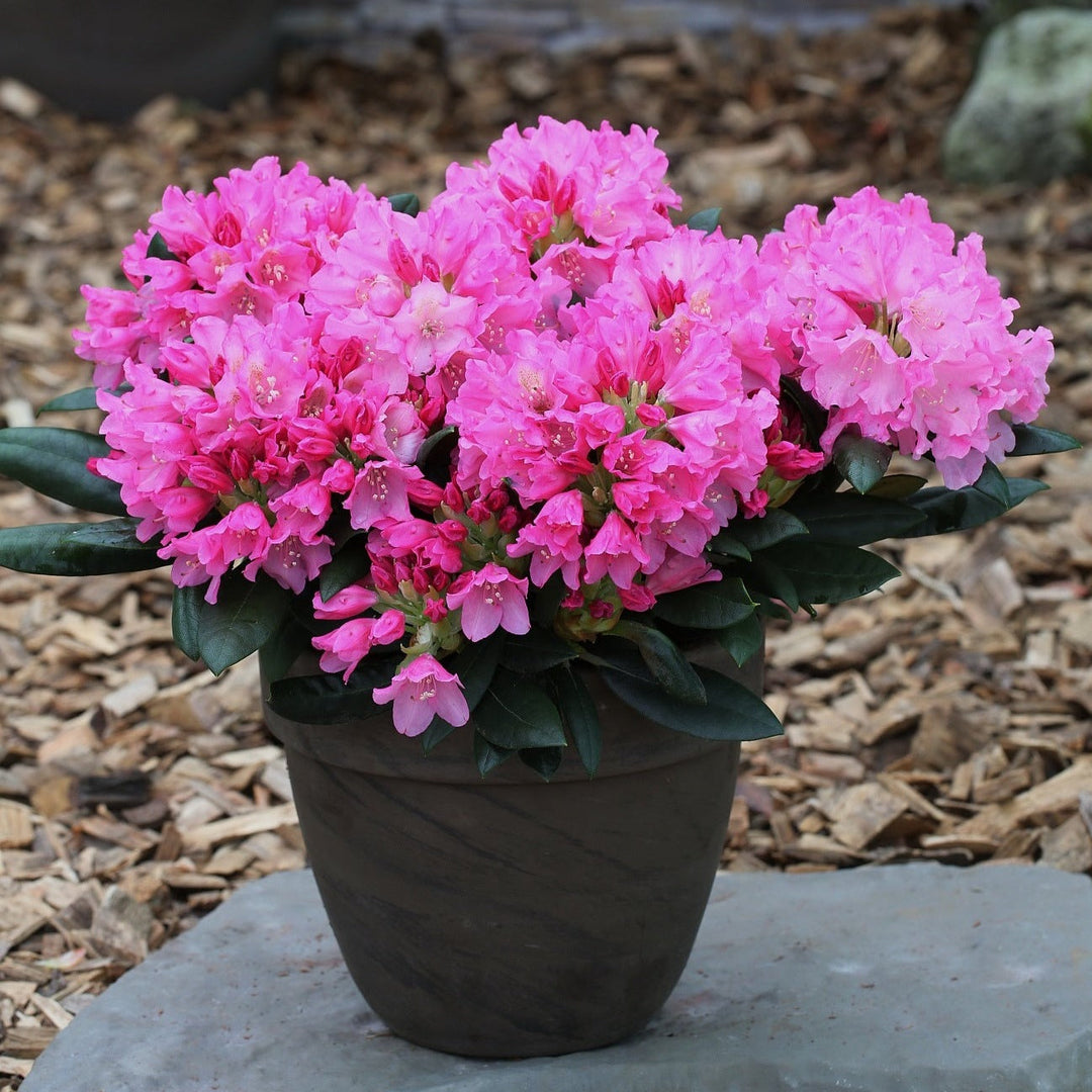 Rhododendron yak.'Kalinka' Foliage Dreams