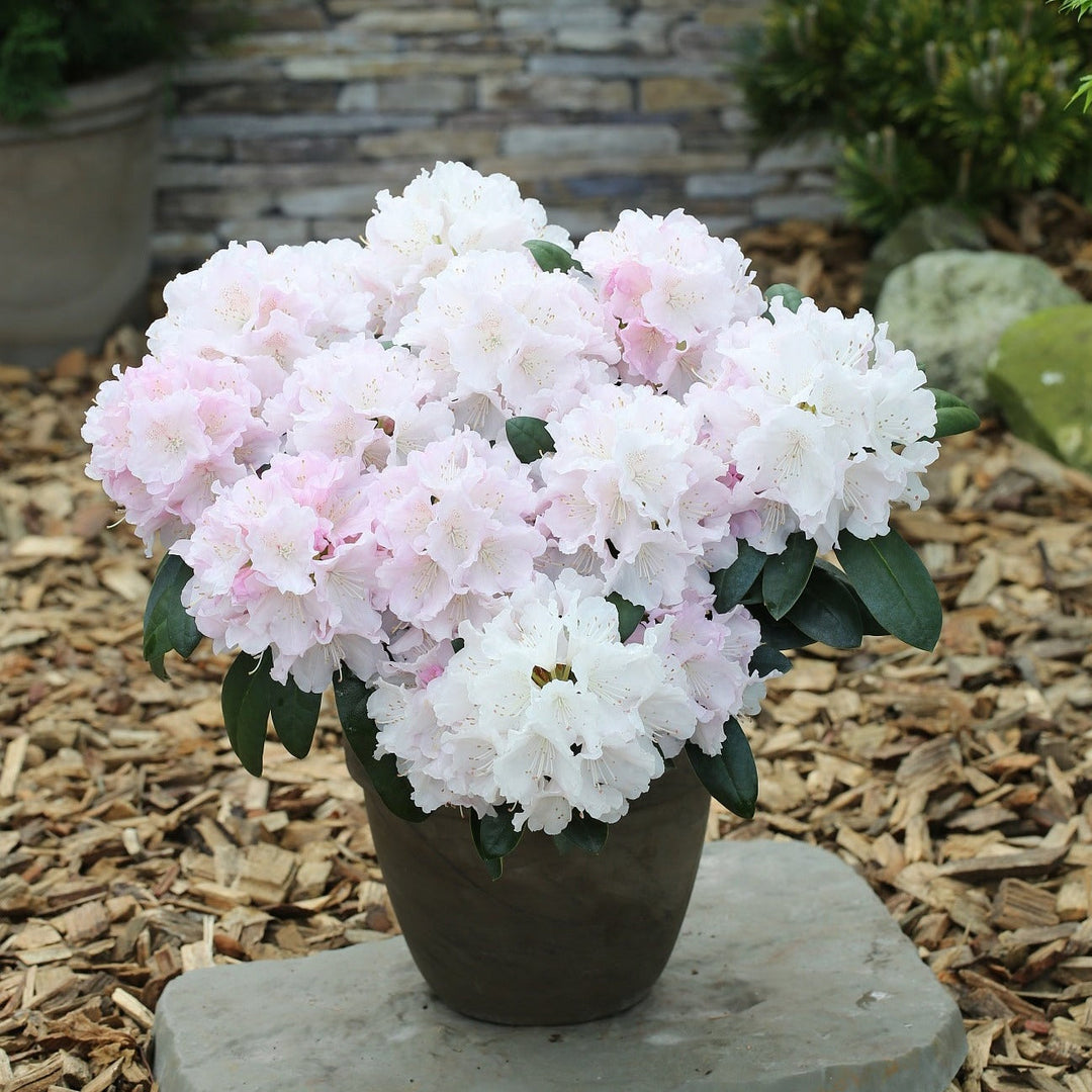 Rhododendron yak.'Schneekrone' Foliage Dreams