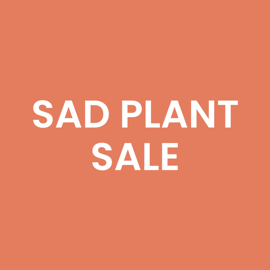 Sad Plant Sale Foliage Dreams