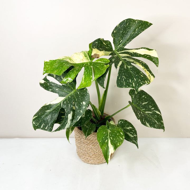 Sad Plant Sale Foliage Dreams