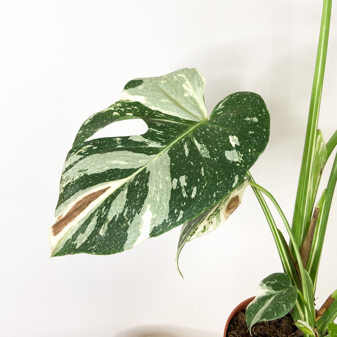 Sad Plant Sale Foliage Dreams