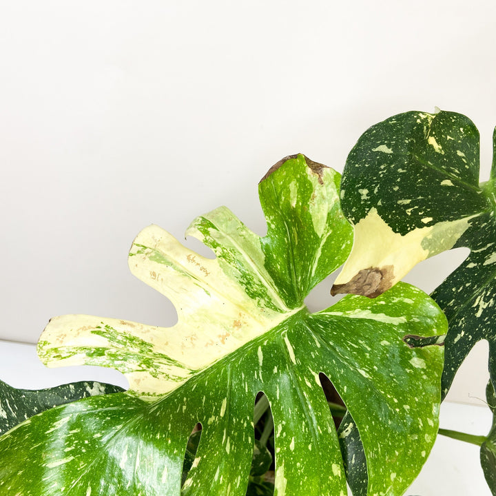 Sad Plant Sale Foliage Dreams