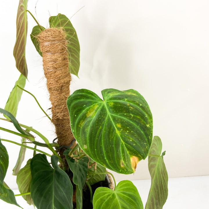 Sad Plant Sale Foliage Dreams