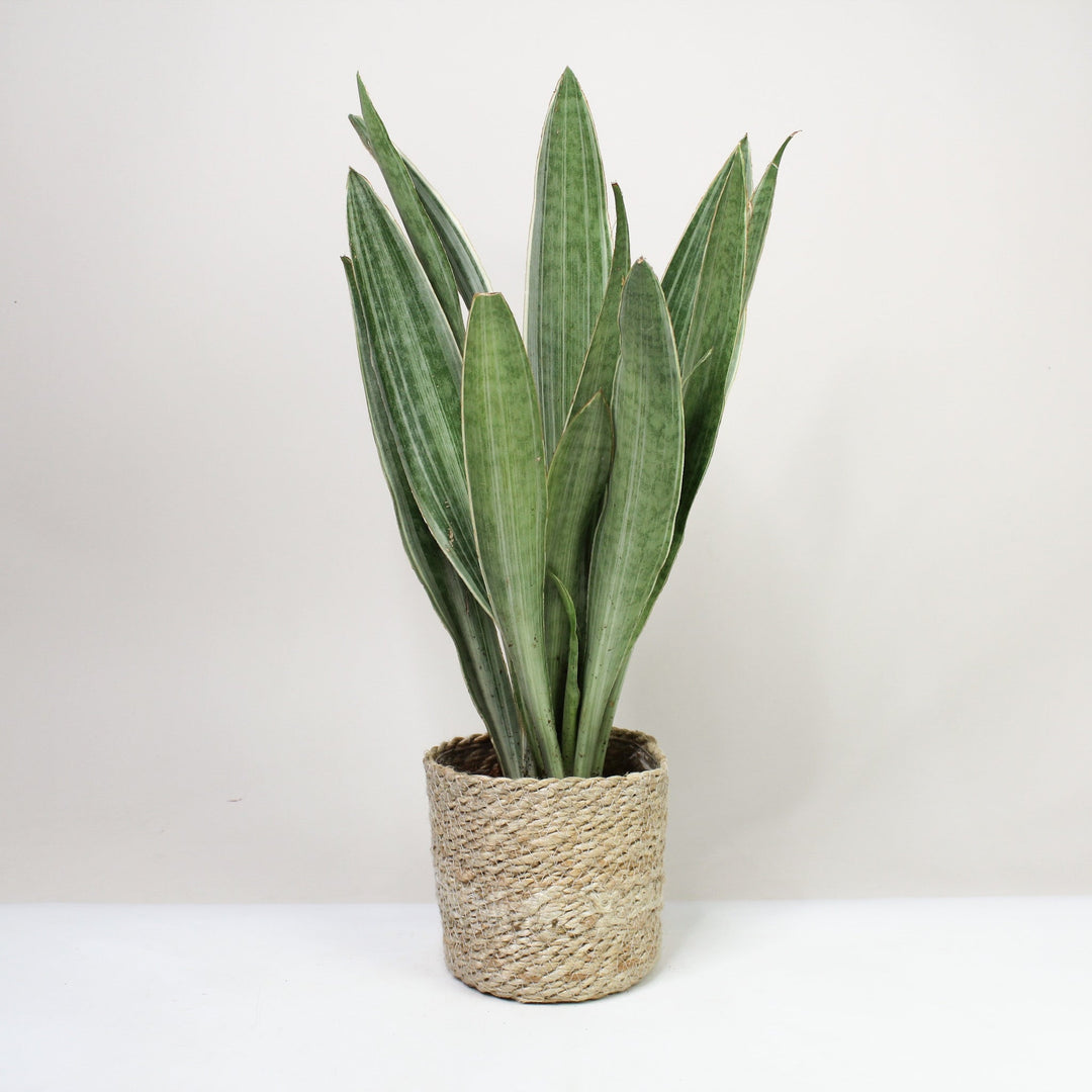 Sansevieria Aubrytiana Metallica (Bogenhanf) M Foliage Dreams