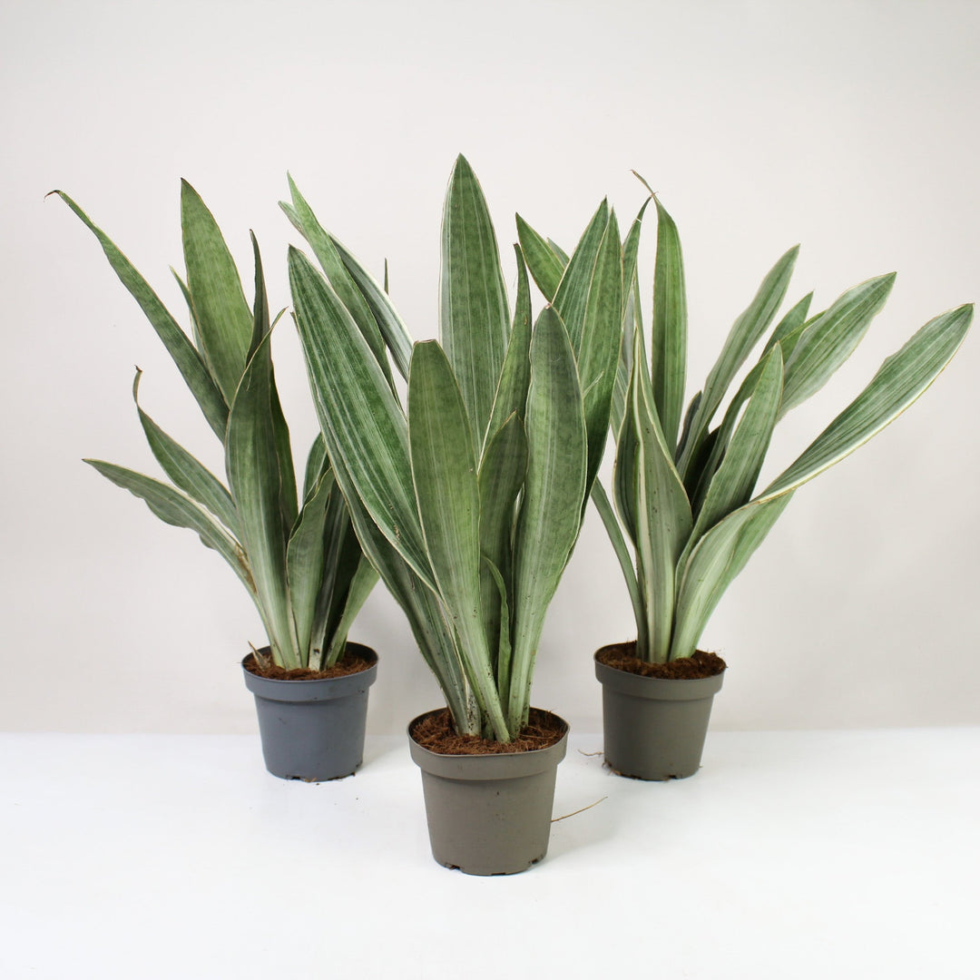 Sansevieria Aubrytiana Metallica (Bogenhanf) M Foliage Dreams