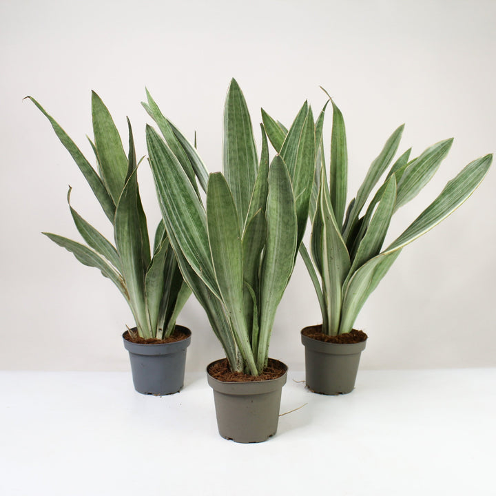 Sansevieria Aubrytiana Metallica (Bogenhanf) M Foliage Dreams