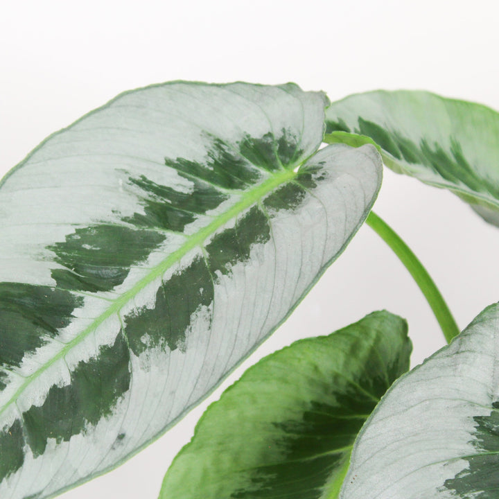 Schismatoglottis Motleyana Foliage Dreams