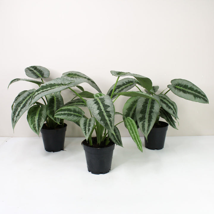 Schismatoglottis Motleyana Foliage Dreams