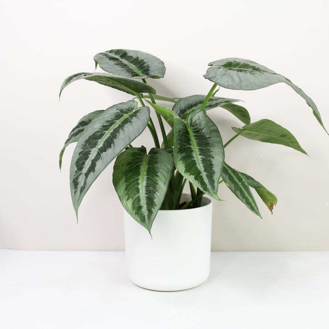 Schismatoglottis Motleyana Foliage Dreams