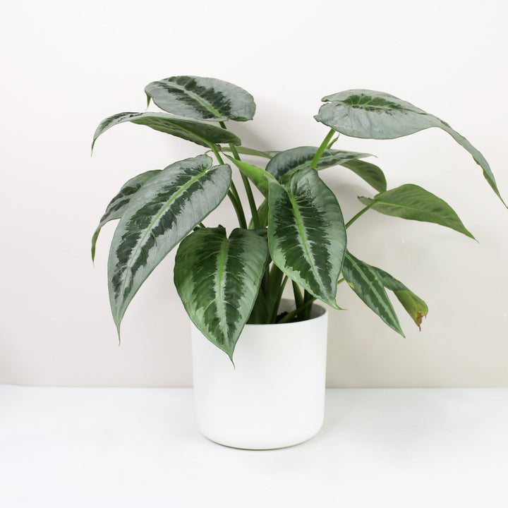Schismatoglottis Motleyana Foliage Dreams