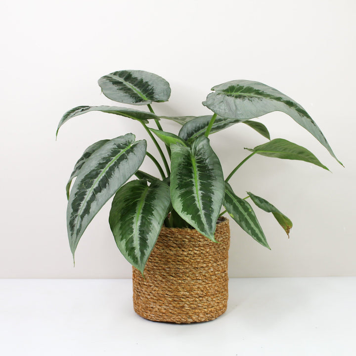 Schismatoglottis Motleyana Foliage Dreams