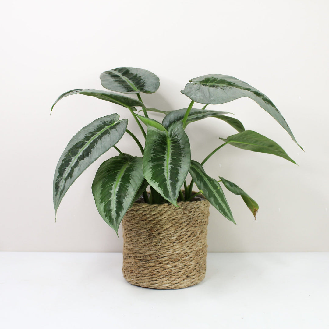 Schismatoglottis Motleyana Foliage Dreams