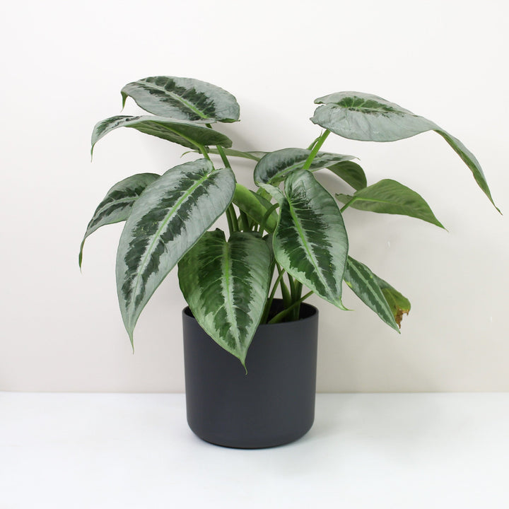 Schismatoglottis Motleyana Foliage Dreams
