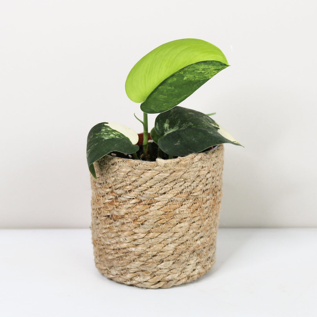 Scindapsus Pictus Jade Satin Variegata Foliage Dreams
