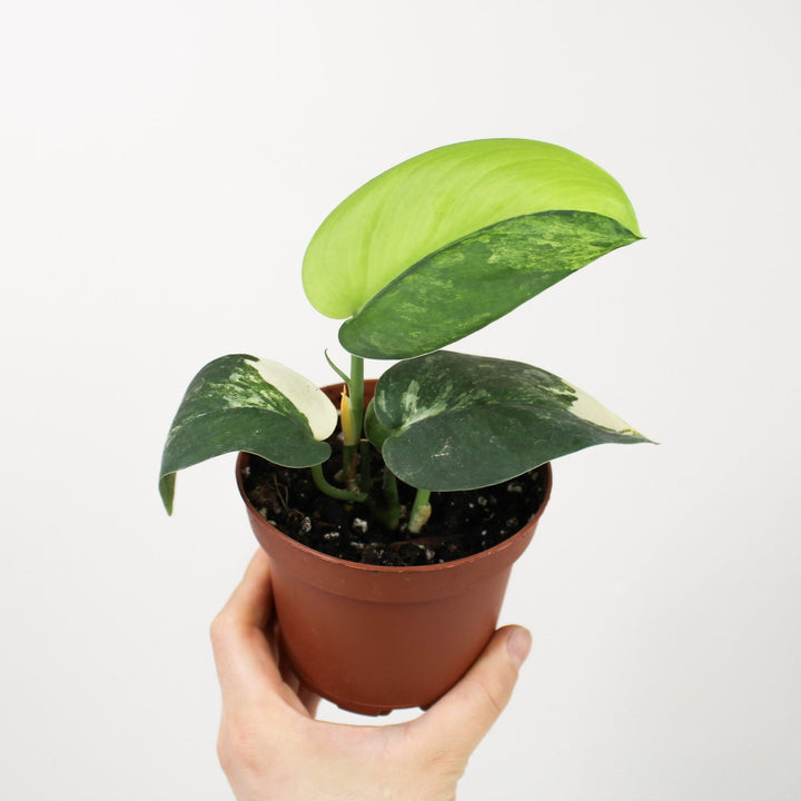 Scindapsus Pictus Jade Satin Variegata Foliage Dreams