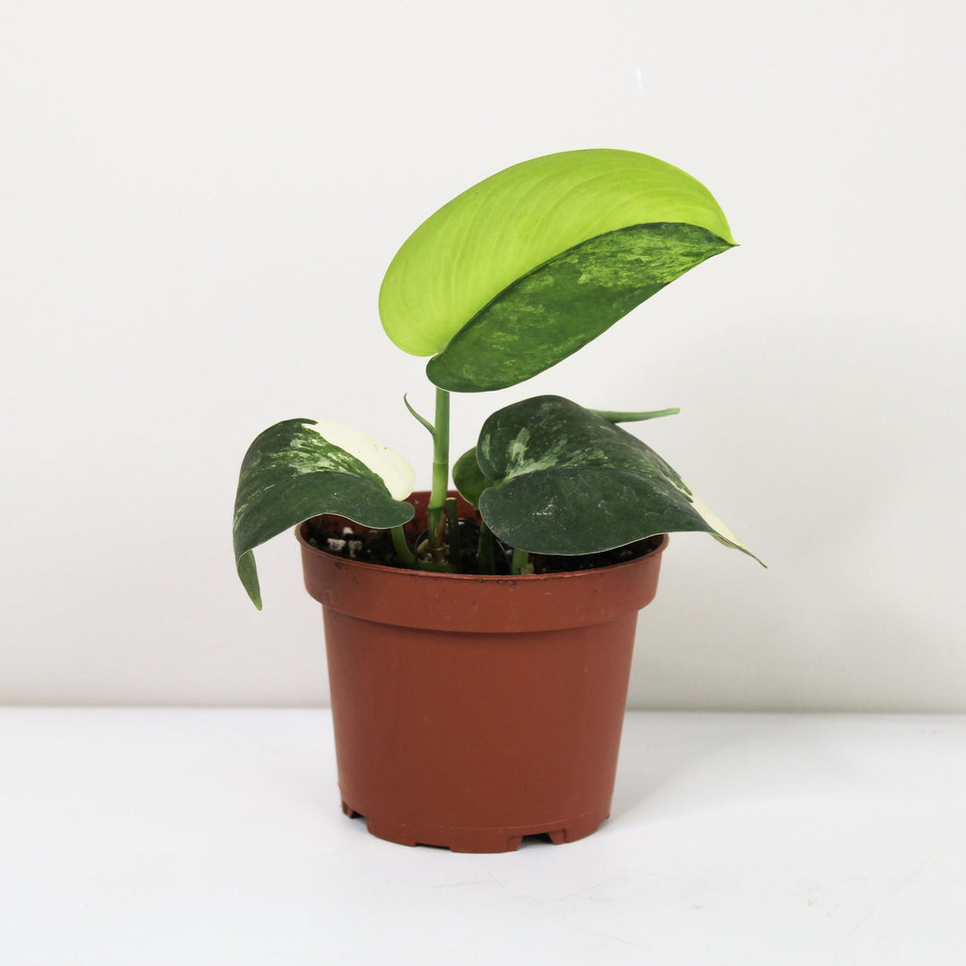Scindapsus Pictus Jade Satin Variegata Foliage Dreams