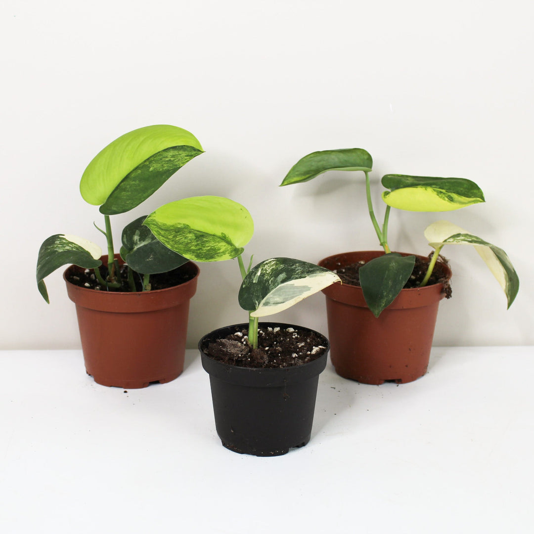 Scindapsus Pictus Jade Satin Variegata Foliage Dreams