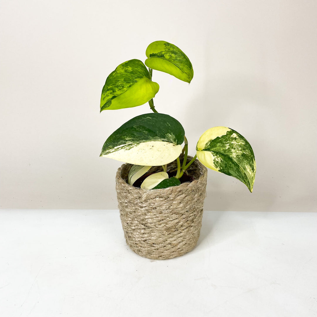 Scindapsus Pictus Jade Satin Variegata M Foliage Dreams