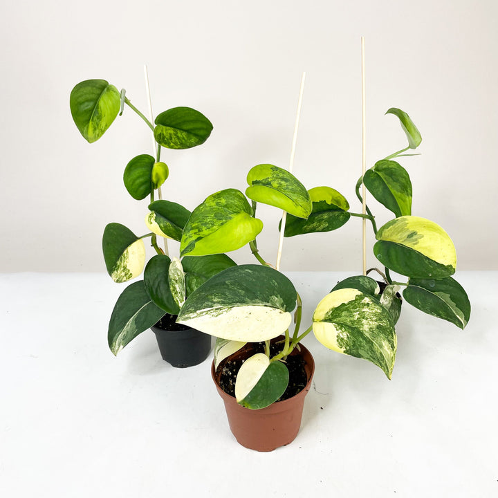 Scindapsus Pictus Jade Satin Variegata M Foliage Dreams