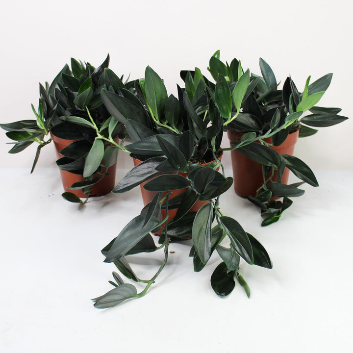 Scindapsus Treubii 'Dark Form' Foliage Dreams