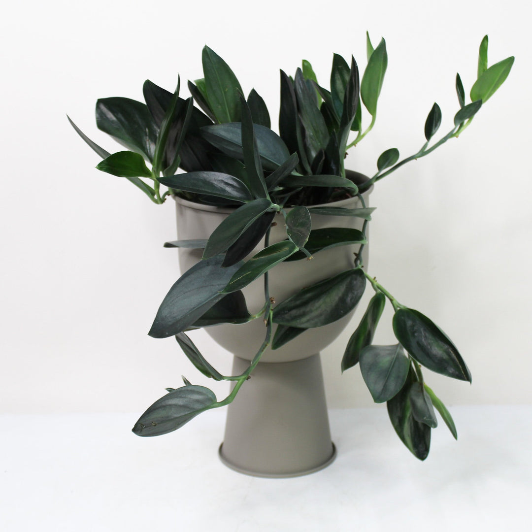 Scindapsus Treubii 'Dark Form' L Foliage Dreams