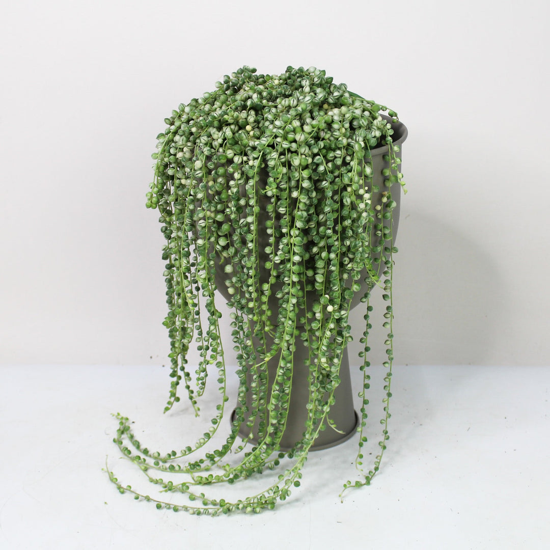 Senecio rowleyanus 'string of pearls' Variegata (Erbsenpflanze) Foliage Dreams