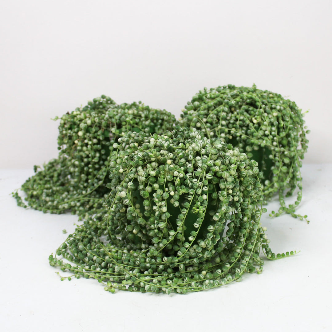 Senecio rowleyanus 'string of pearls' Variegata (Erbsenpflanze) Foliage Dreams