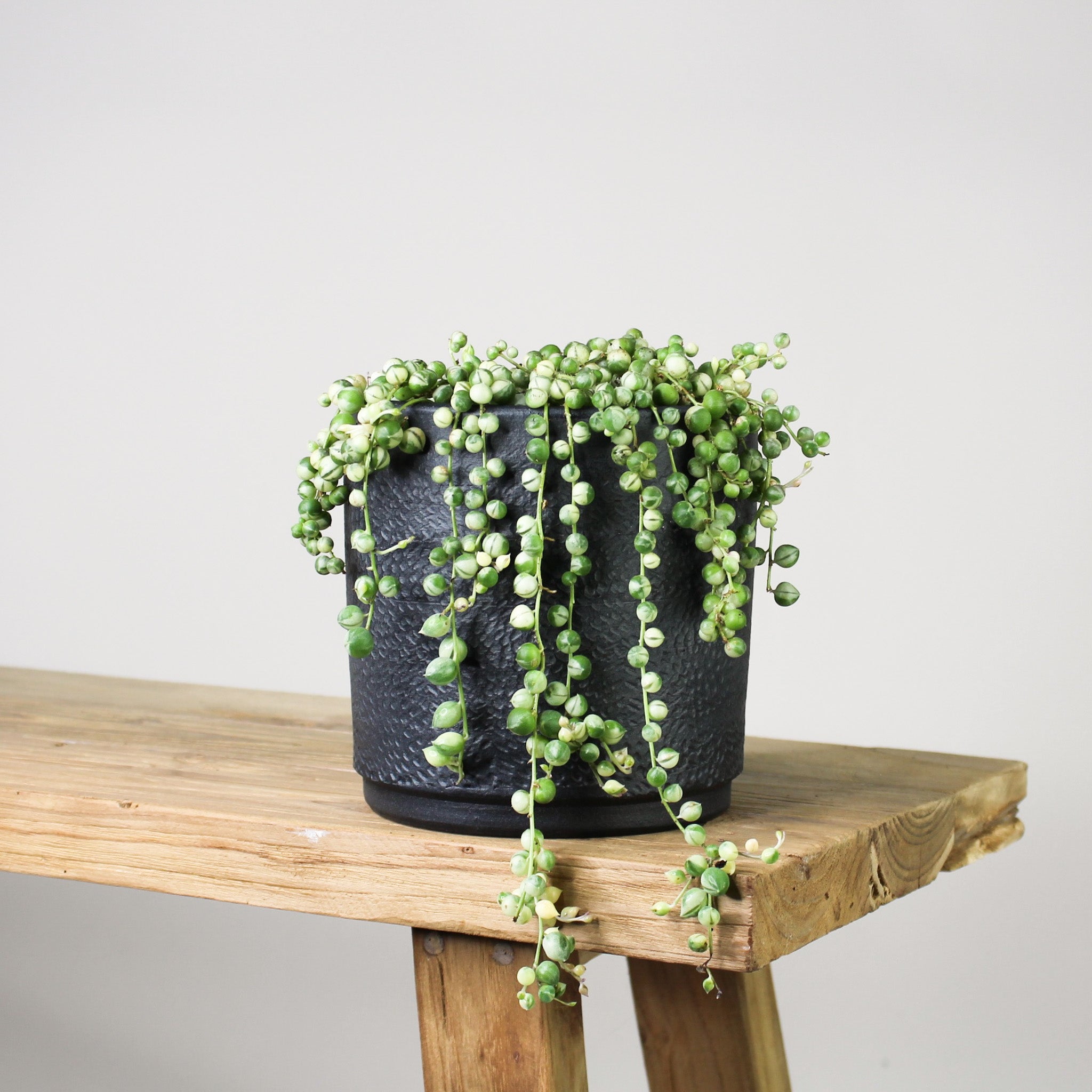Senecio rowleyanus 'string of pearls' Variegata (Erbsenpflanze) – Foliage  Dreams