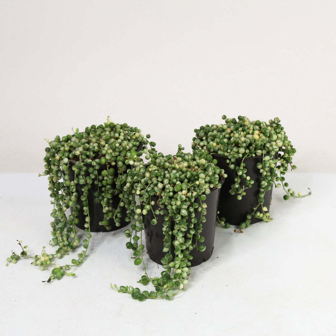 Senecio rowleyanus 'string of pearls' Variegata (Erbsenpflanze) M Foliage Dreams