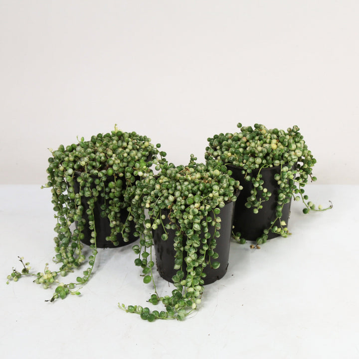 Senecio rowleyanus 'string of pearls' Variegata (Erbsenpflanze) M Foliage Dreams