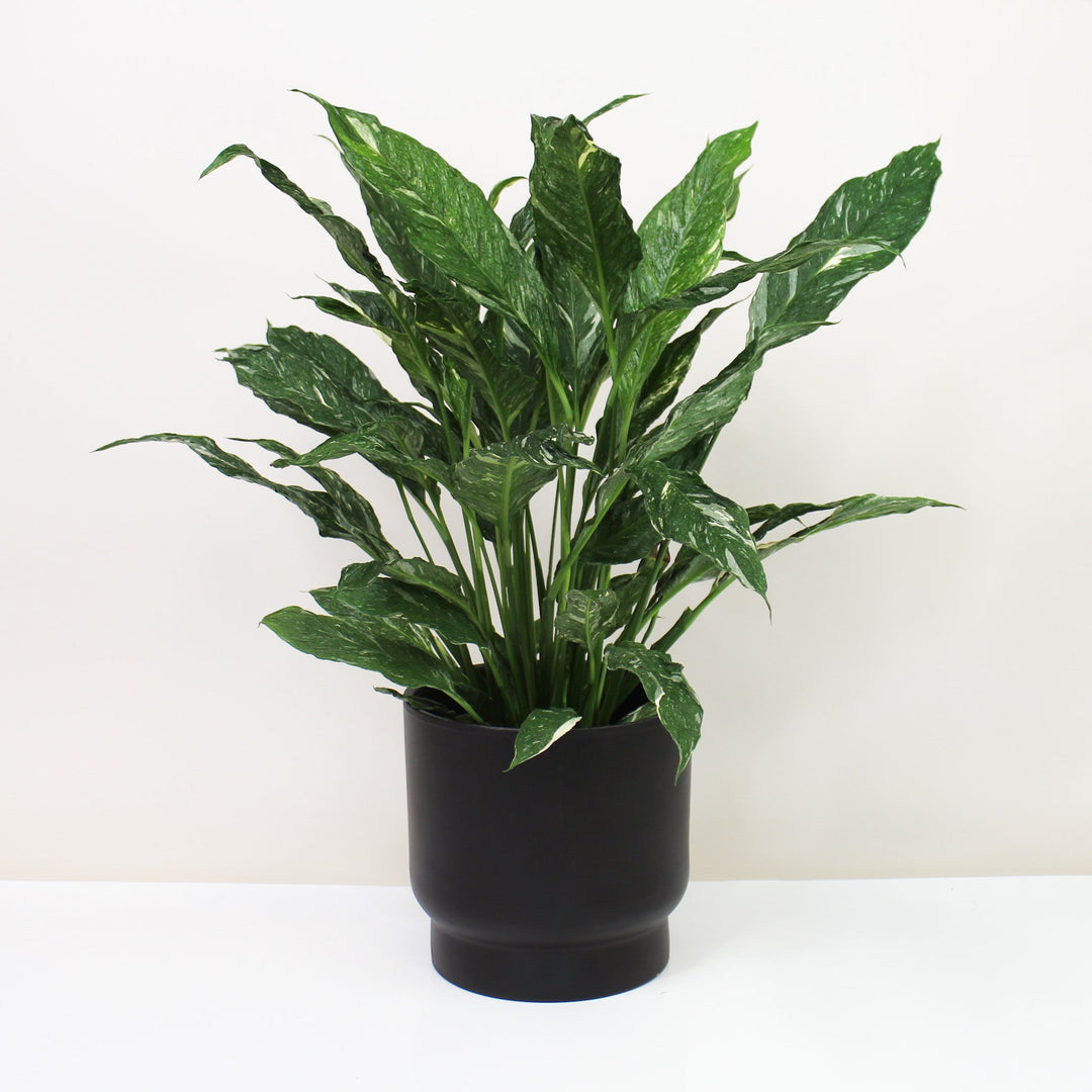 Spathiphyllum Diamond Variegata Foliage Dreams