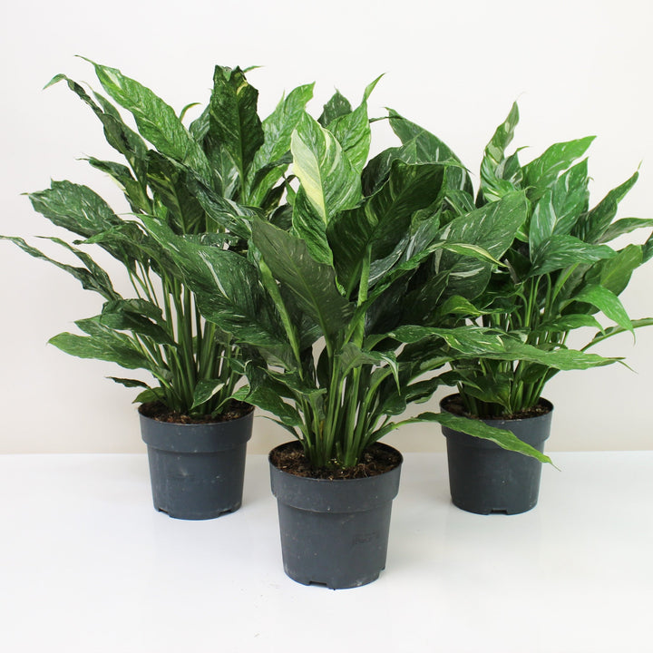Spathiphyllum Diamond Variegata Foliage Dreams