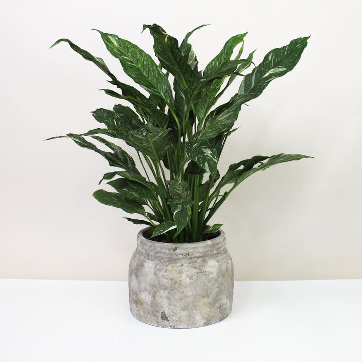Spathiphyllum Diamond Variegata L Foliage Dreams