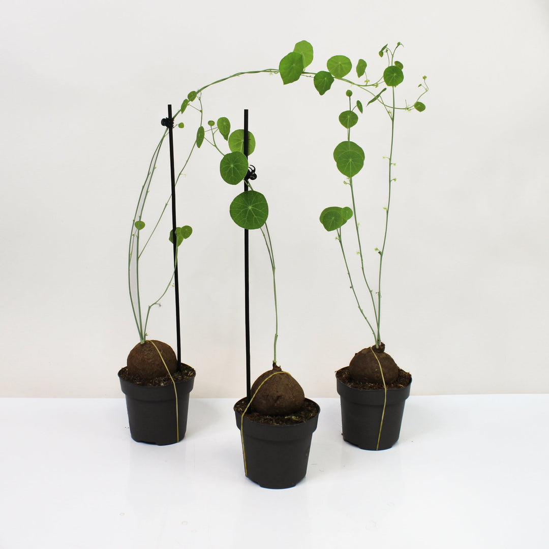 Stephania Erecta Foliage Dreams