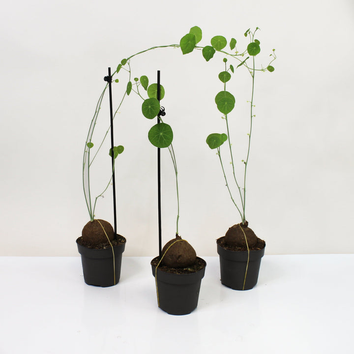 Stephania Erecta Foliage Dreams